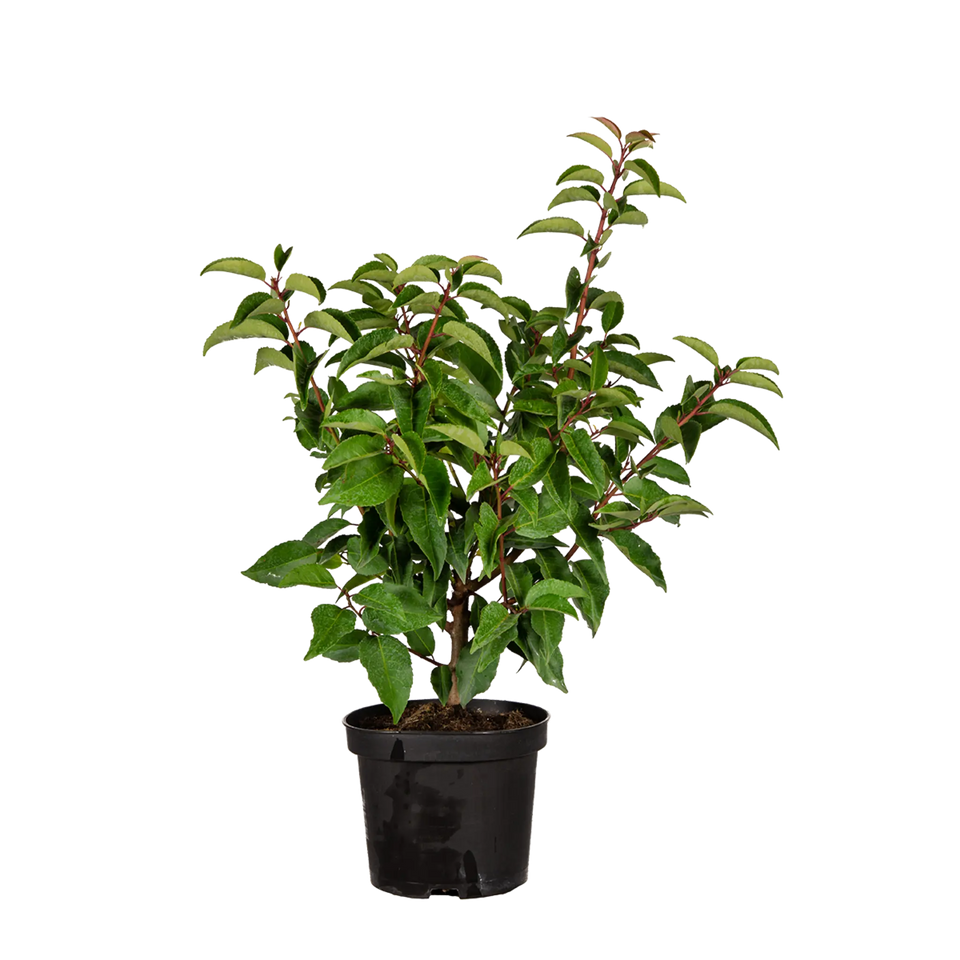 Portugisisk lagerhägg  (Prunus lusitanica 'Angustifolia')