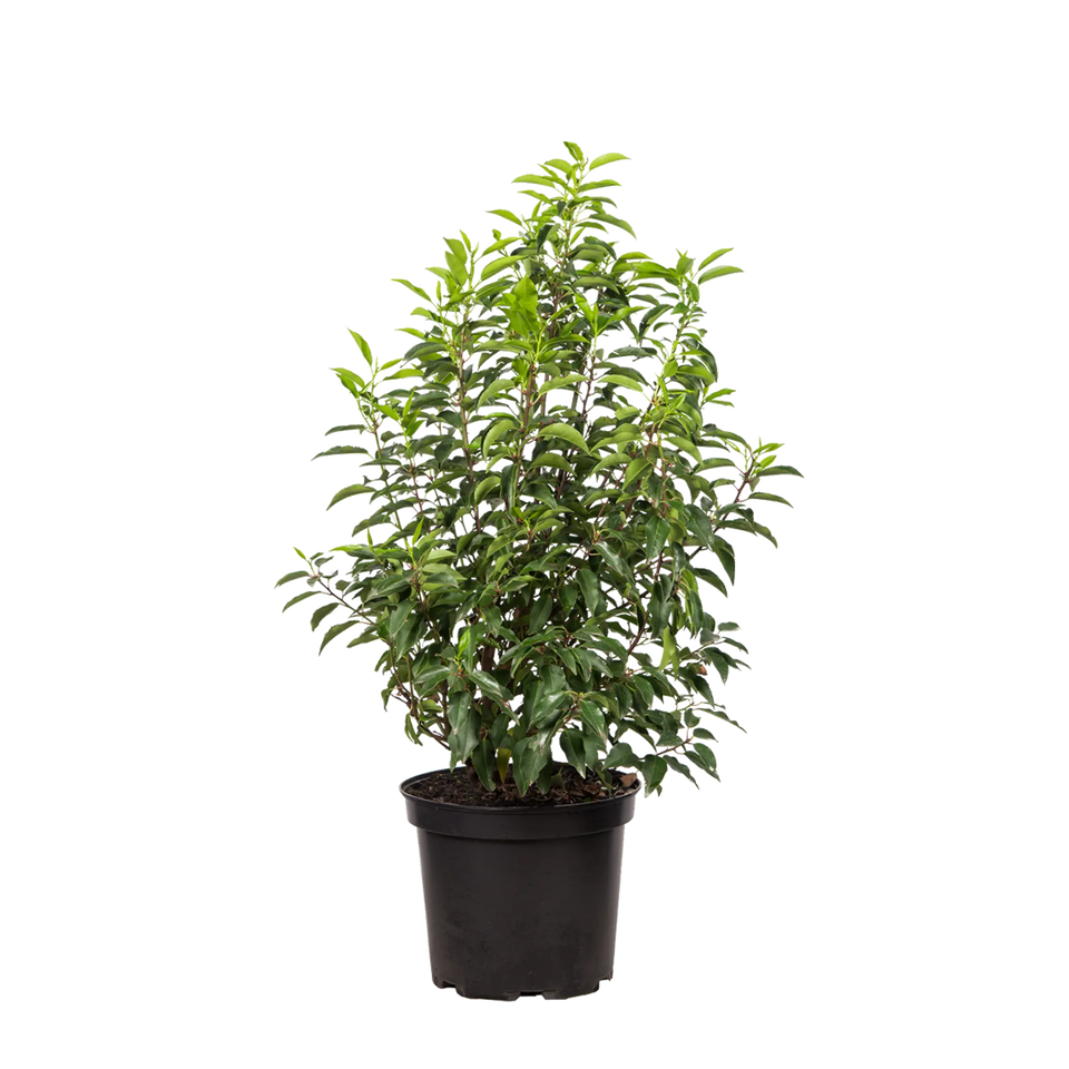 Portugisisk lagerhägg  (Prunus lusitanica 'Angustifolia')
