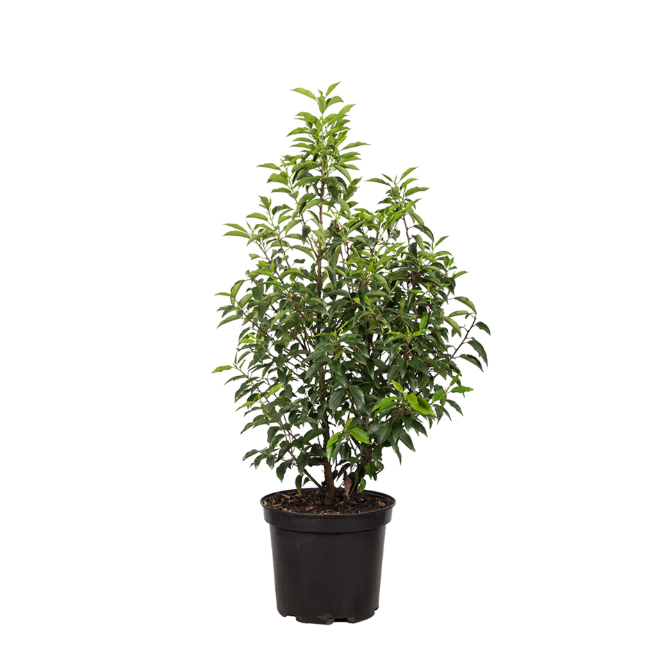 Portugisisk lagerhägg  (Prunus lusitanica 'Angustifolia')