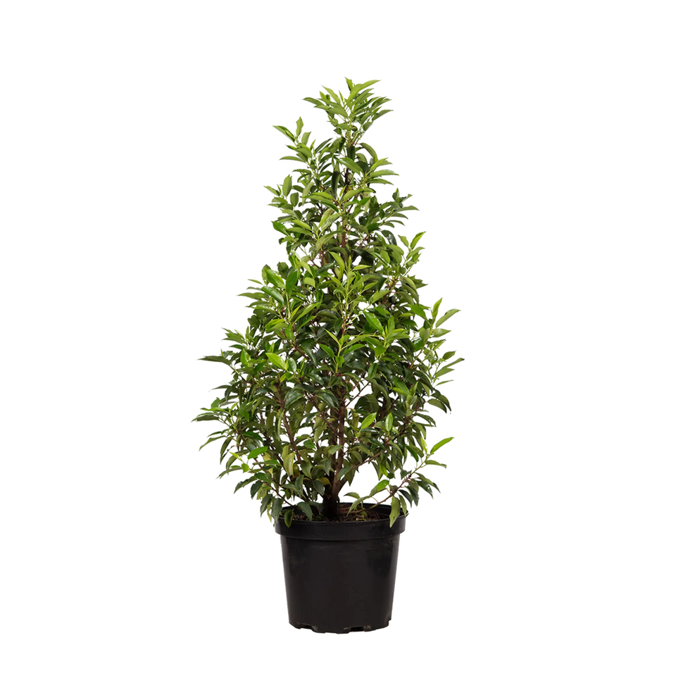 Portugisisk lagerhägg  (Prunus lusitanica 'Angustifolia')