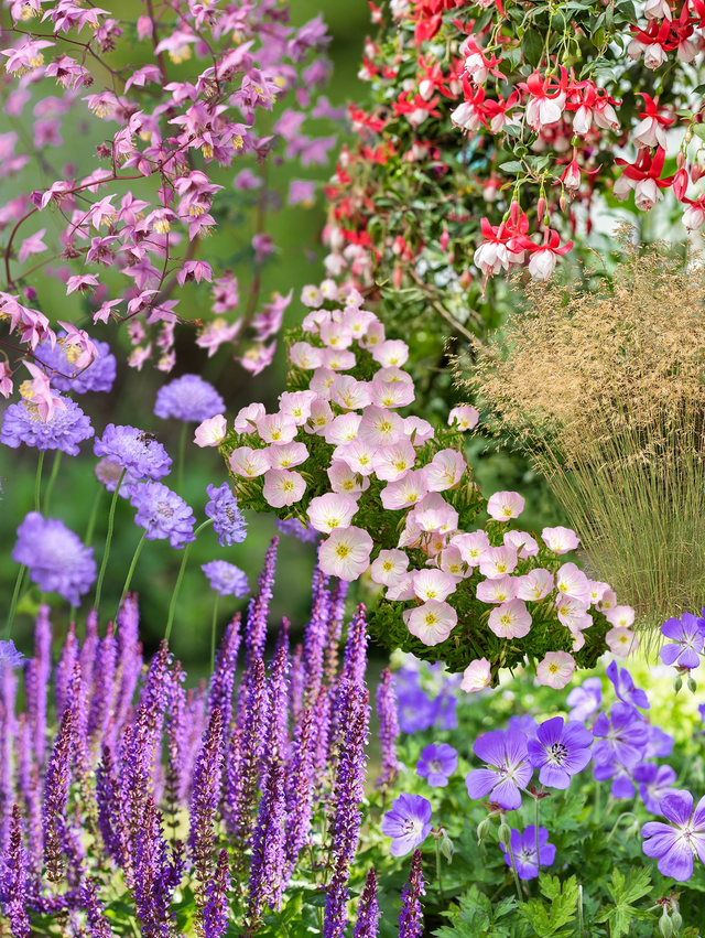 Perennpaket för lång blomningstid