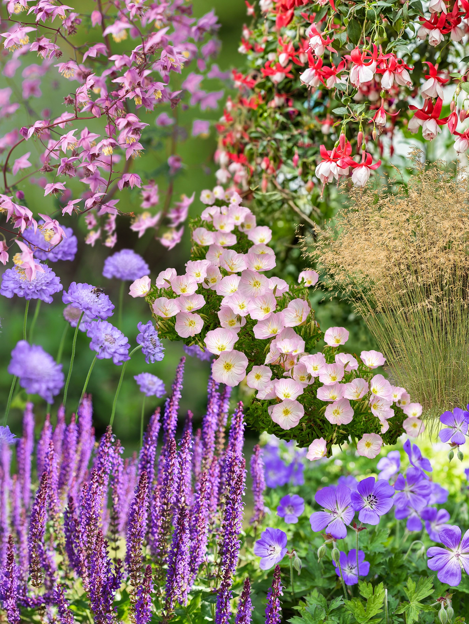 Perennpaket för lång blomningstid