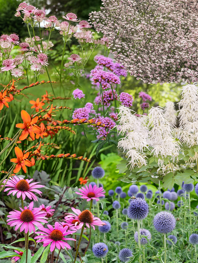 Perennpaket snittblommor