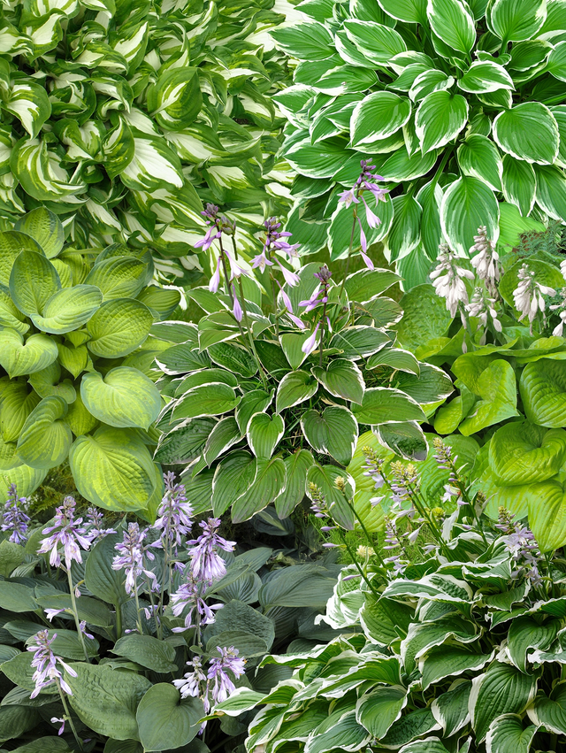Perennpaket hosta