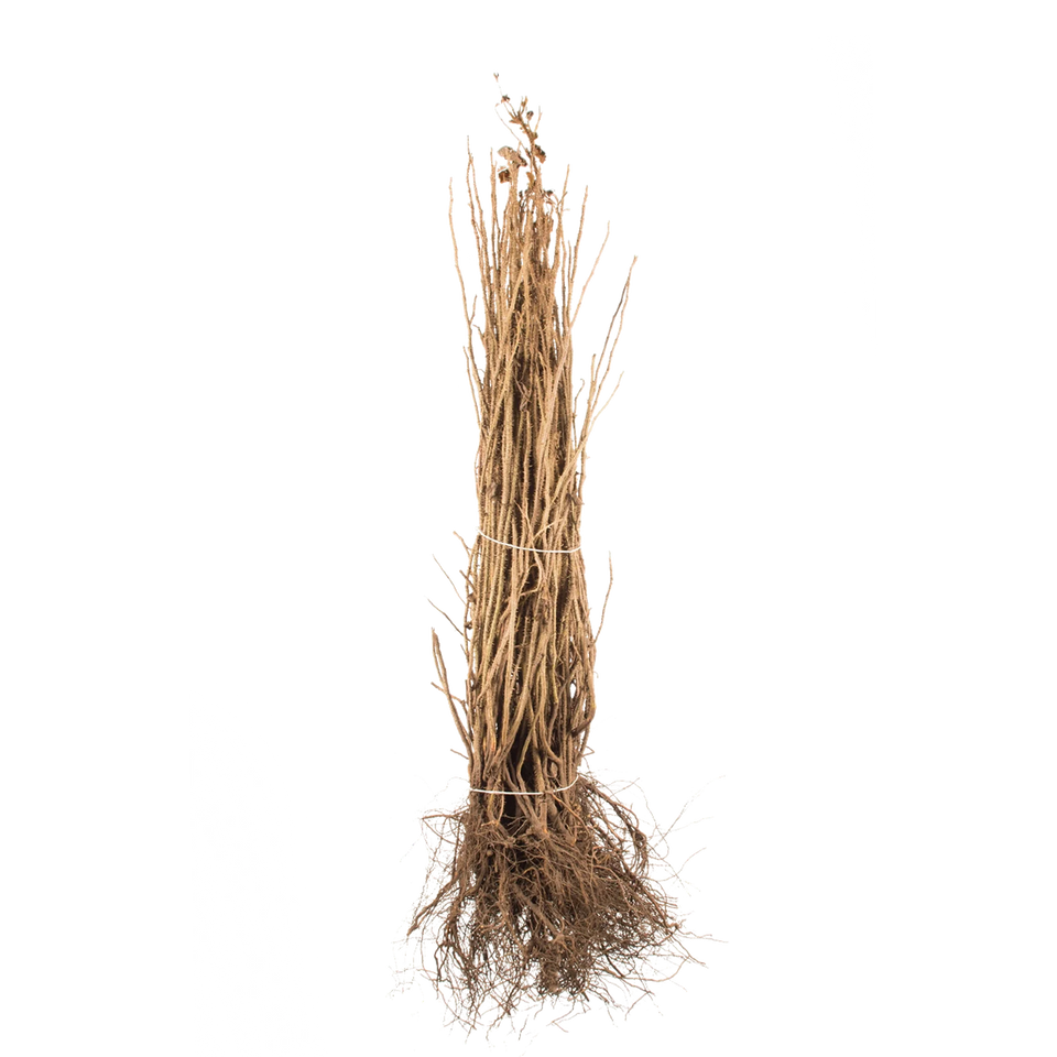 Vresros