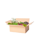 Perennpaket stenpartiväxter