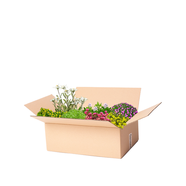 Perennpaket stenpartiväxter