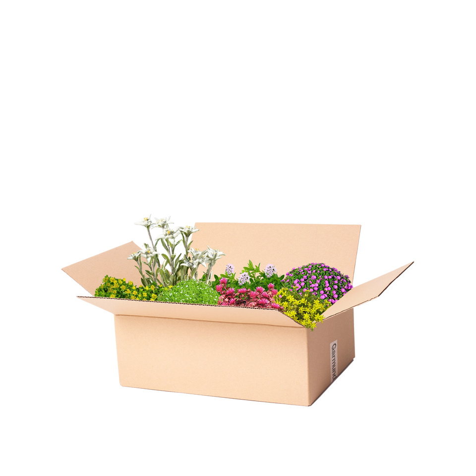Perennpaket stenpartiväxter