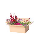 Perennpaket rosa, lila och röd
