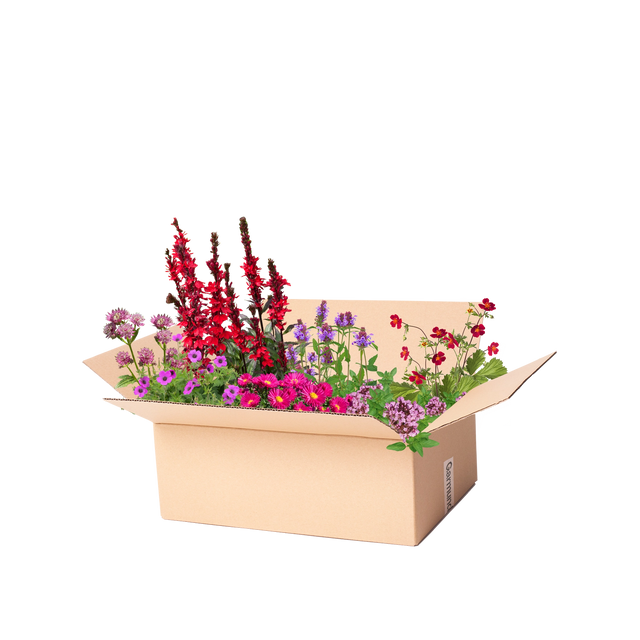 Perennpaket rosa, lila och röd