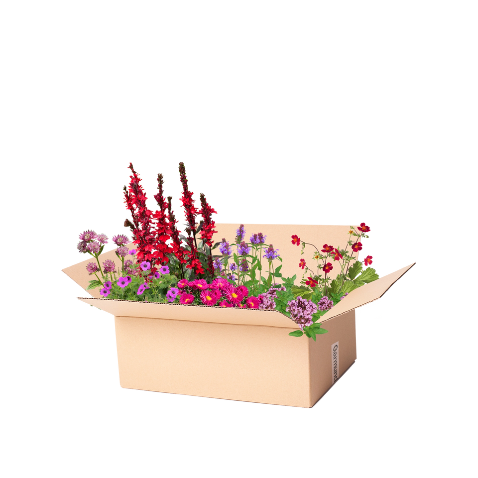 Perennpaket rosa, lila och röd
