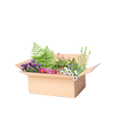 Perennpaket skugga