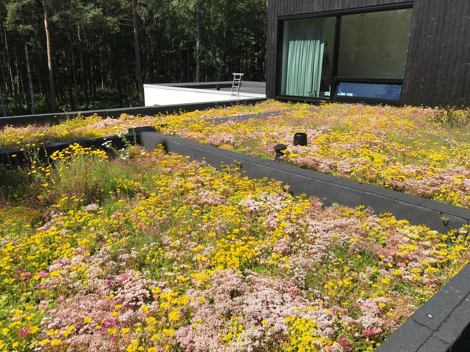 Sedum taksystem Biodivers lättvikt