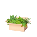 Perennpaket ormbunkar