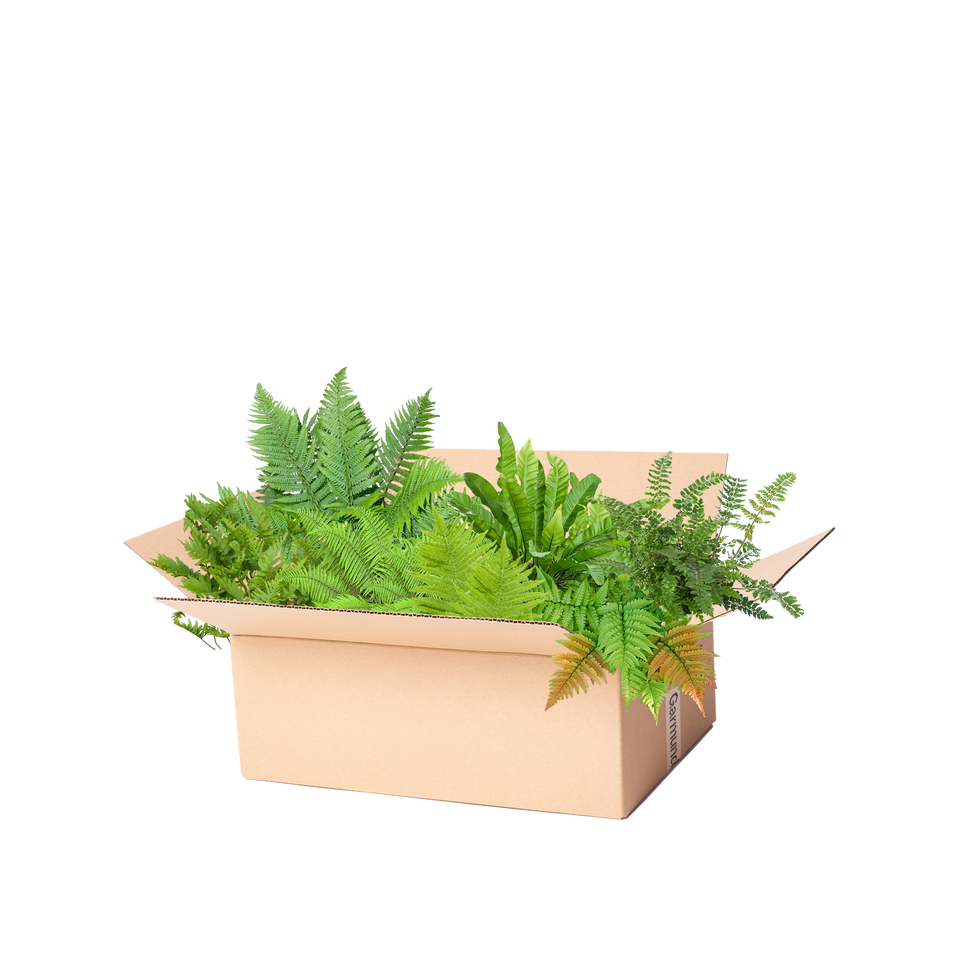 Perennpaket ormbunkar