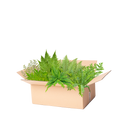Perennpaket ormbunkar premium