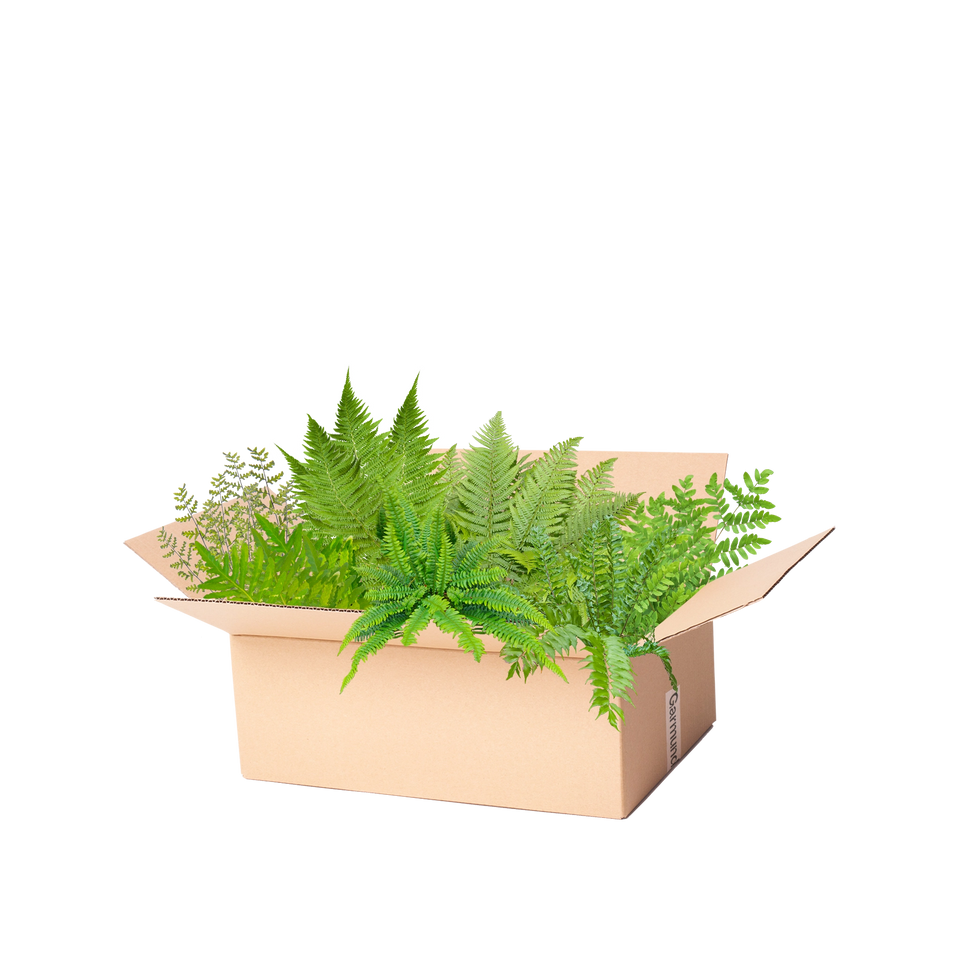 Perennpaket ormbunkar premium