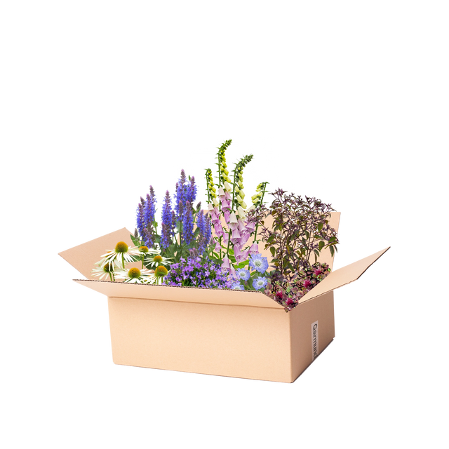 Perennpaket fjärilar och bin