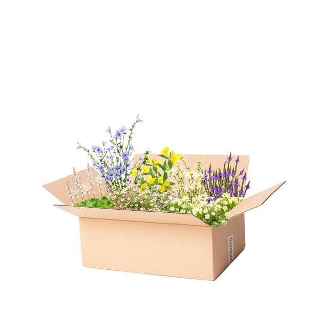 Perennpaket självsående perenner