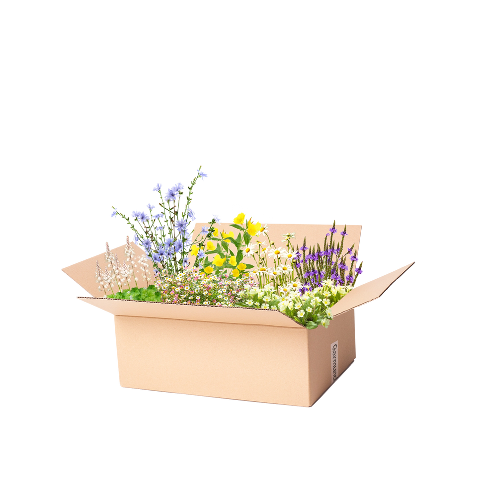 Perennpaket självsående perenner