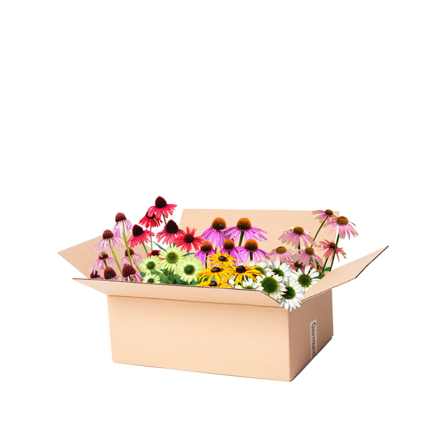 Perennpaket solhatt
