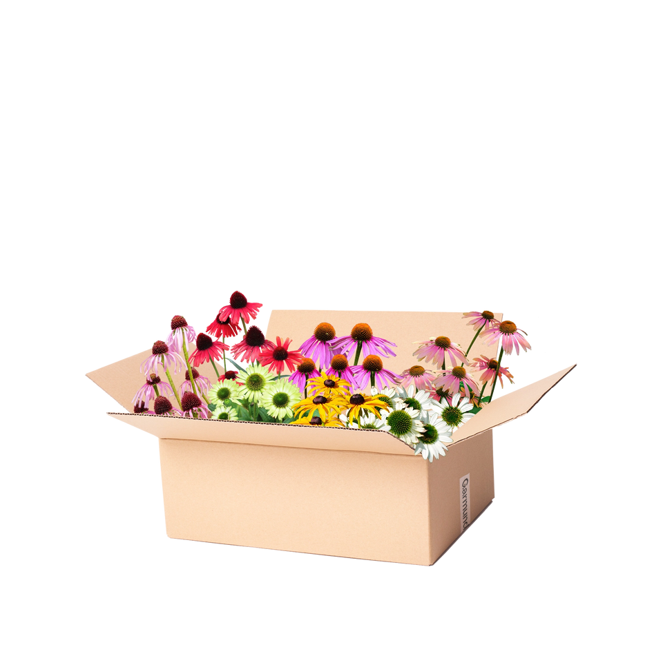 Perennpaket solhatt