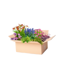 Perennpaket solig