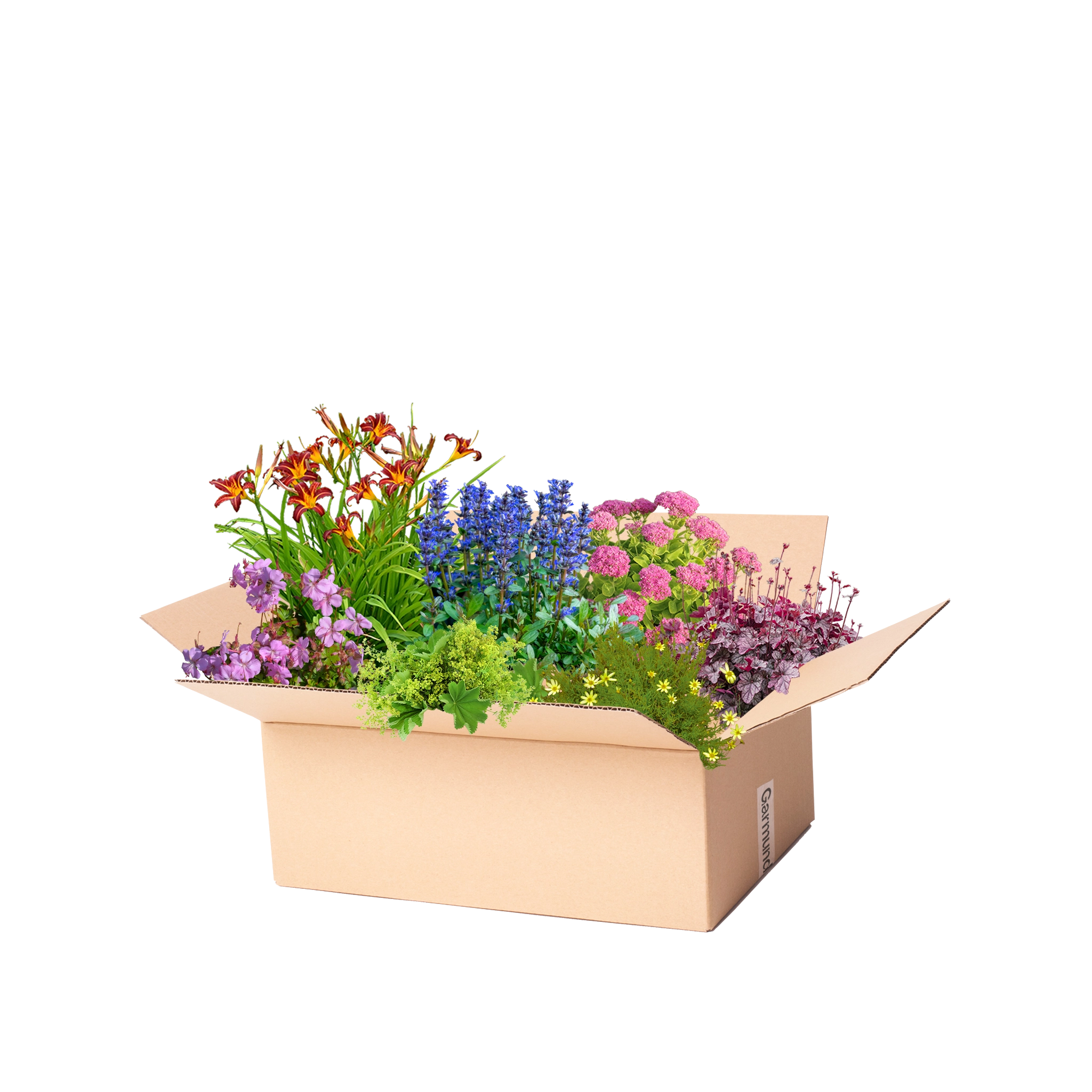 Perennpaket solig