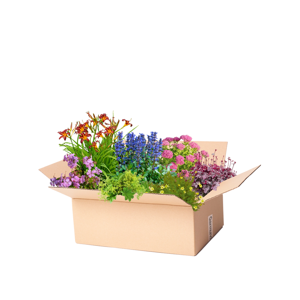 Perennpaket solig
