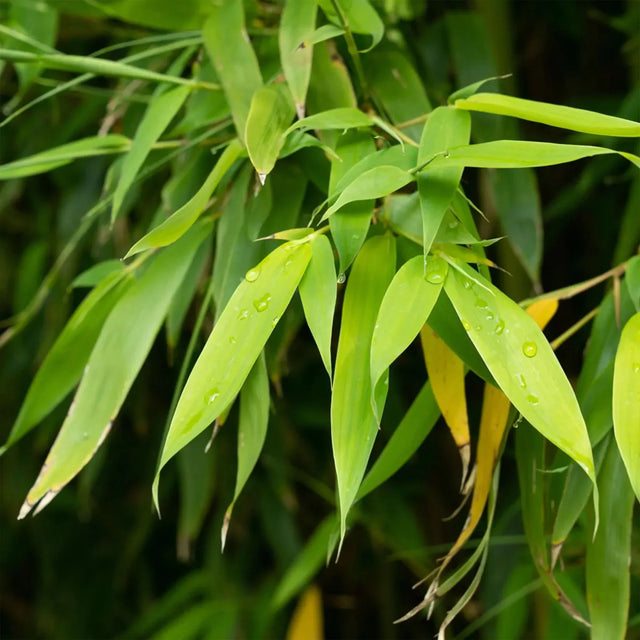 Bambu