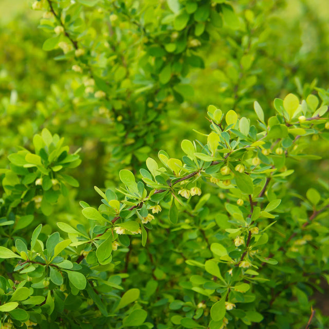 Häckberberis
