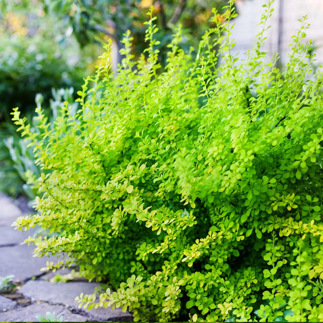 Häckberberis