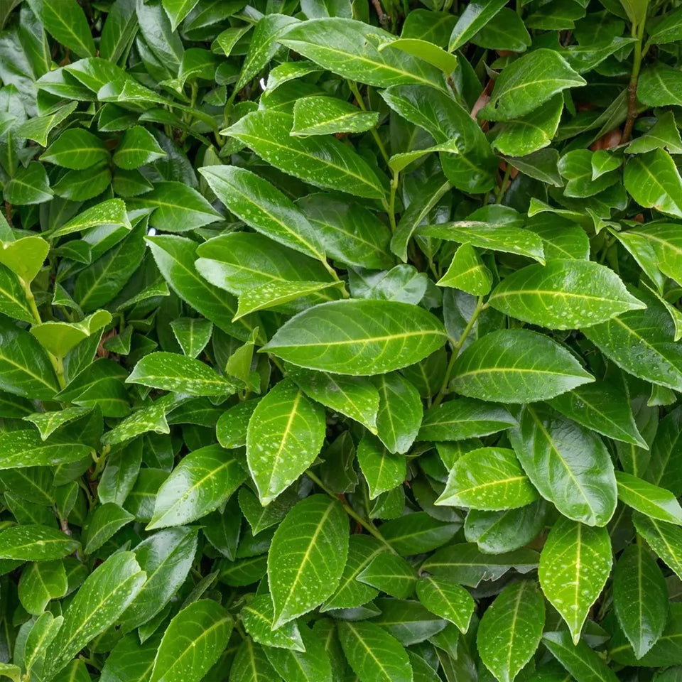 Lagerhägg Caucasica