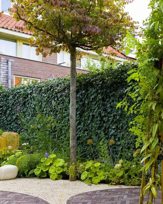Småbladig murgröna Woerner
