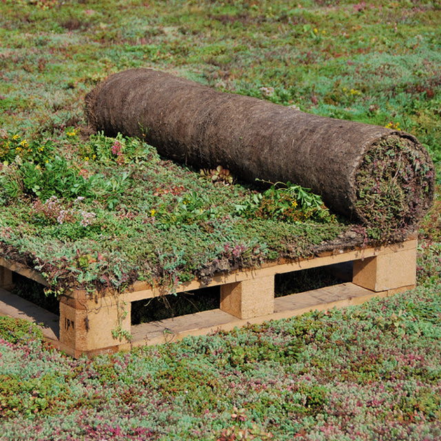 Vegetationsmattor med sedum