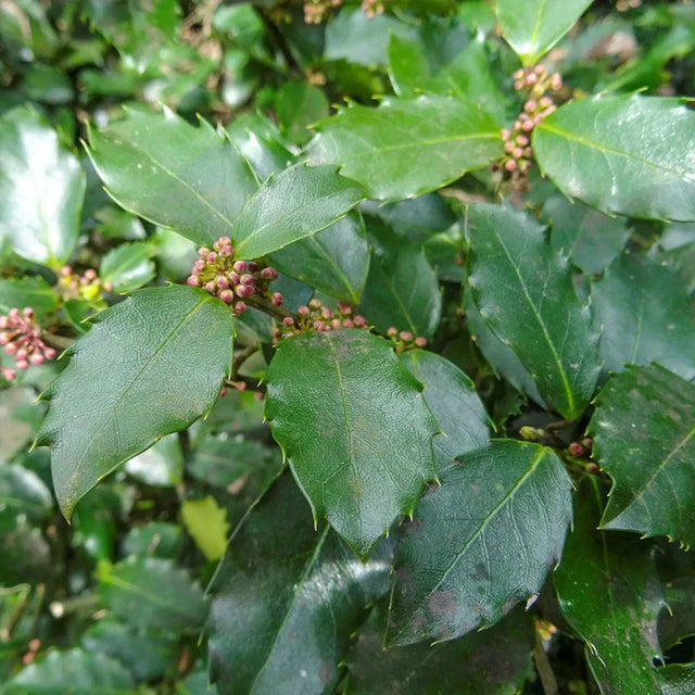 Järnek Heckenstar
