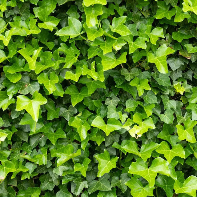 Murgröna häck