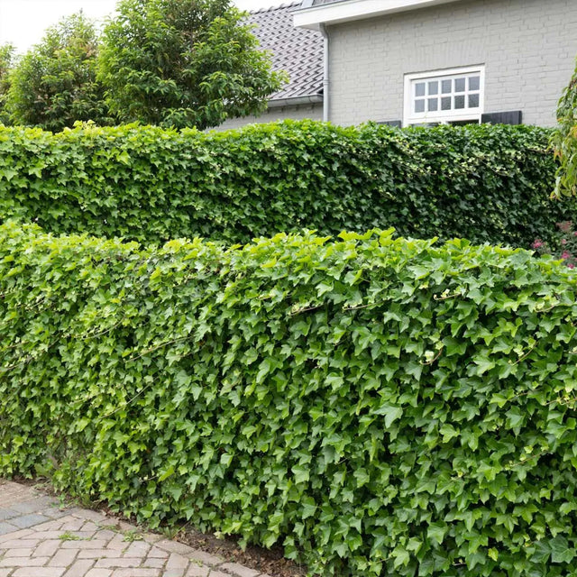 Småbladig murgröna