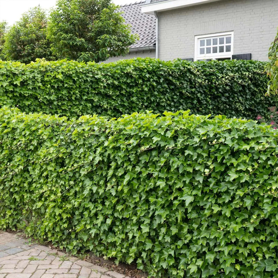 Småbladig murgröna