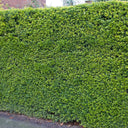 Japansk järnek Green Hedge