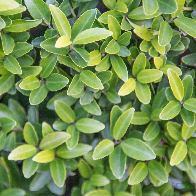Japansk järnek Green Hedge