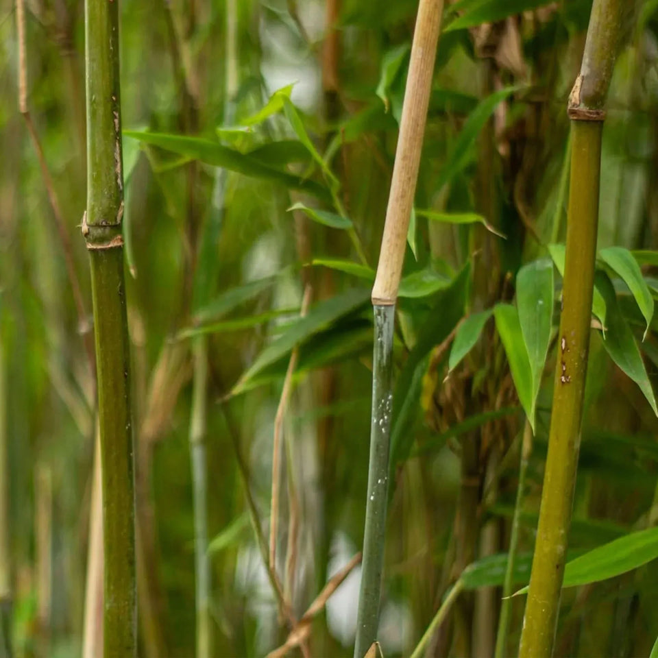 Bambu Jumbo