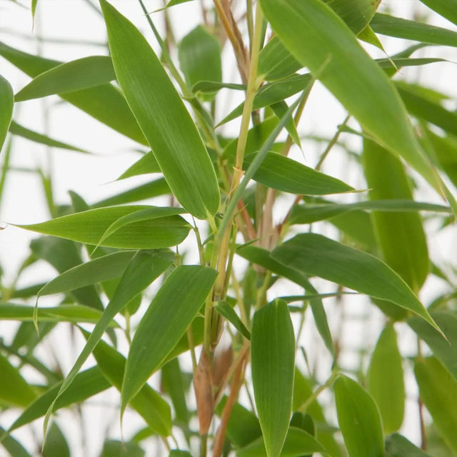 Bambu Jumbo