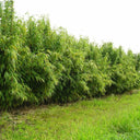 Bambu Jumbo