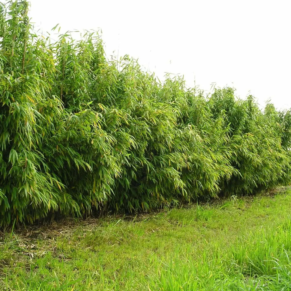 Bambu Jumbo