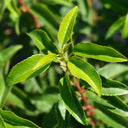 Portugisisk lagerhägg  (Prunus lusitanica 'Angustifolia')