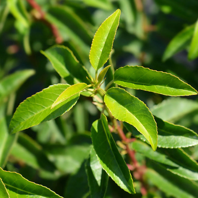 Portugisisk lagerhägg  (Prunus lusitanica 'Angustifolia')