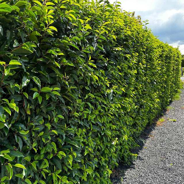 Portugisisk lagerhägg  (Prunus lusitanica 'Angustifolia')