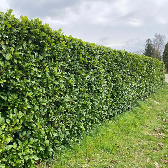 Lagerhägg Rotundifolia