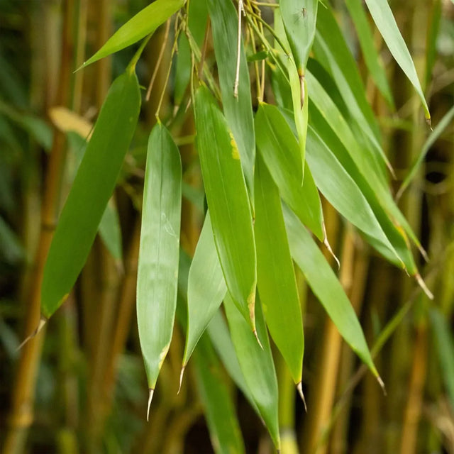 Bambu Spectabilis